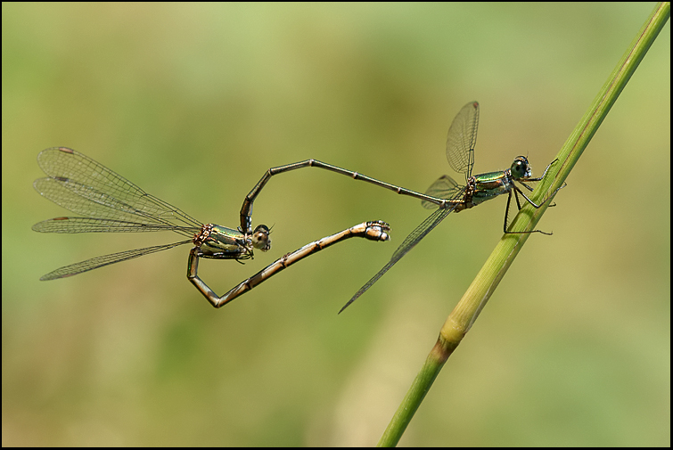 Chalcolestes parvidens